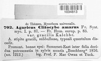 Image of Lepista amara
